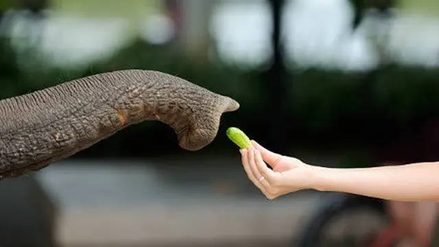 Ilustrasi memberi makan gajah.