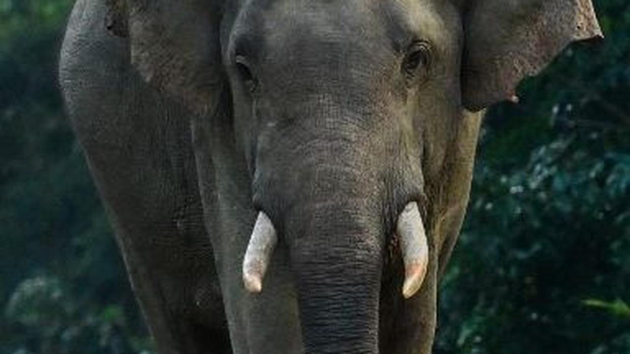 Uniknya, beberapa kawasan lindung tersebut memiliki jalan raya beraspal atau beton yang bisa dilalui masyarakat umum. Sehingga kerap kali dijumpai gajah-gajah liar yang berlalu-lalang di jalanan tersebut. Ishara S. Kodikara/AFP<br>