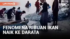Heboh Fenomena Ribuan Ikan Naik ke Daratan&nbsp;