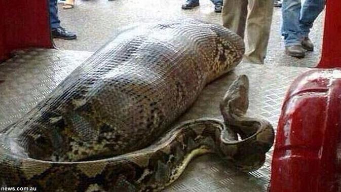Beredar Foto Piton Makan Manusia di Jakarta Hoax Kah 