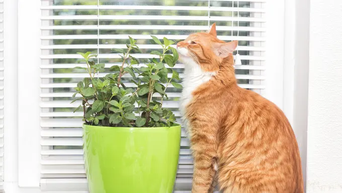 Berbeda dengan Catnip, Jangan Biarkan Kucing Memakan Daun Mint