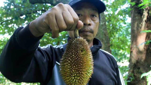 Terbaru 12 Gambar Pohon Durian  Lucu