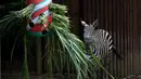 Seekor zebra makan rumput setelah hewan di kebun binatang Cali menerima hadiah makanan sebagai bagian dari perayaan Natal tradisional, di Kolombia pada Senin (20/12/201). (Paola MAFLA / AFP)