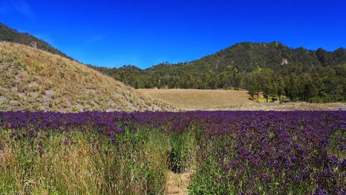 8 Alasan yang Bikin Kamu Keluar Rumah dan Mendaki Gunung Semeru