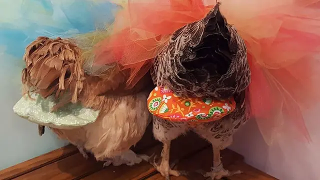 Popok Ayam