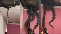 Viral evakuasi ular piton raksasa (Sumber: TikTok/baju_skoda)