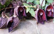 9 Tanaman yang Dicap Sebagai Bunga Terburuk di Dunia, Setujukah Kamu?