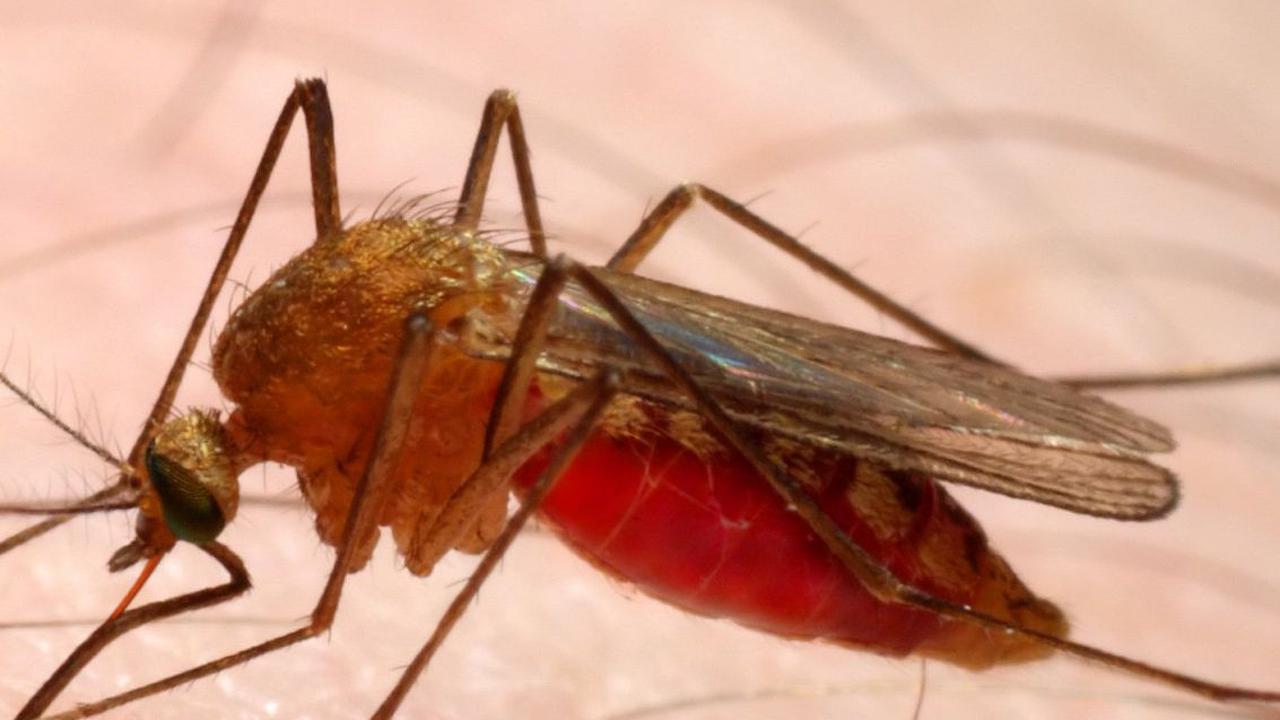 Kehadiran nyamuk sangat mengganggu ketenangan anda. Serangga kecil ini juga merupakan penyebab dari penyakit demam berdarah dan malaria.