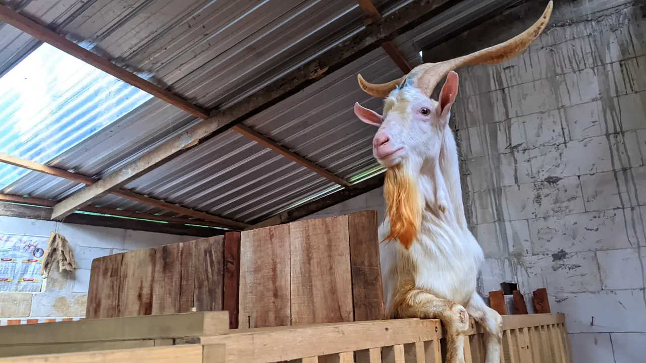 kambing sapera 2