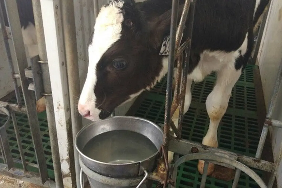 Anak sapi di peternakan sapi perah PT Greenfields Indonesia di Desa Babadan, Malang