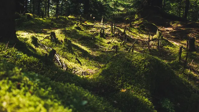 Tindakan Eksploitasi Hutan Secara Tidak Bertanggungjawab