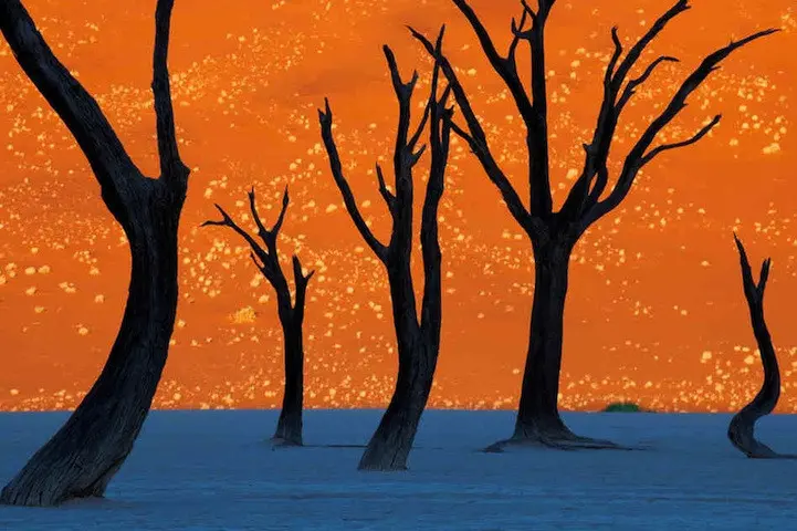 Foto pepohonon di bukit gurun Nambia. Source: Frans Lanting via mymodernmet.com