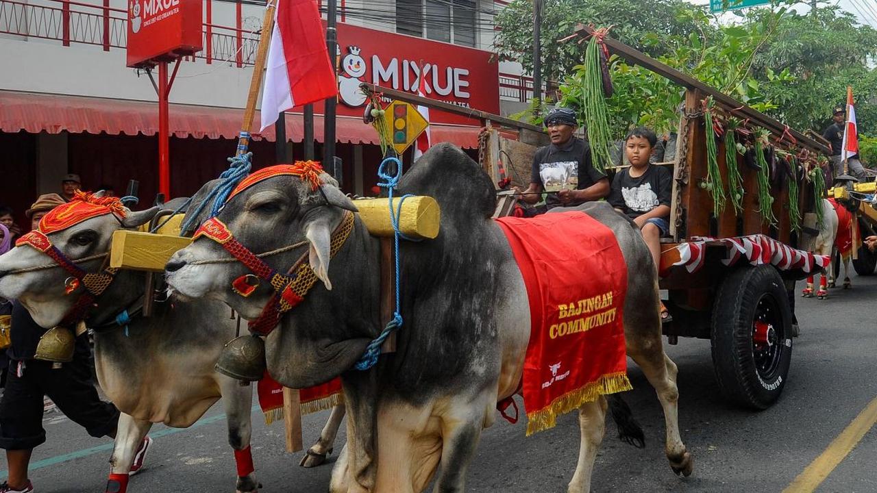 Mereka berjalan sejauh 4 km dan juga membawa hasil bumi berupa pertanian dan perkebunan yang ditarik oleh beberapa ekor hewan ternak seperti sapi.<br><br>Kegiatan ini digelar untuk tujuan melestarikan nilai budaya leluhur.