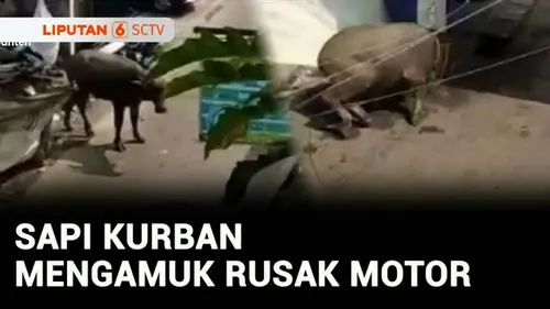 VIDEO: Sapi Kurban Mengamuk Rusak Satu Gubuk dan Tiga Motor