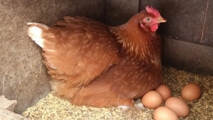 Copyright by rocketnews.com