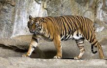 Safari Solo Pamer Tiga Ekor Bayi Harimau Lucu pada Momen Libur Lebaran, Begini Penampakannya