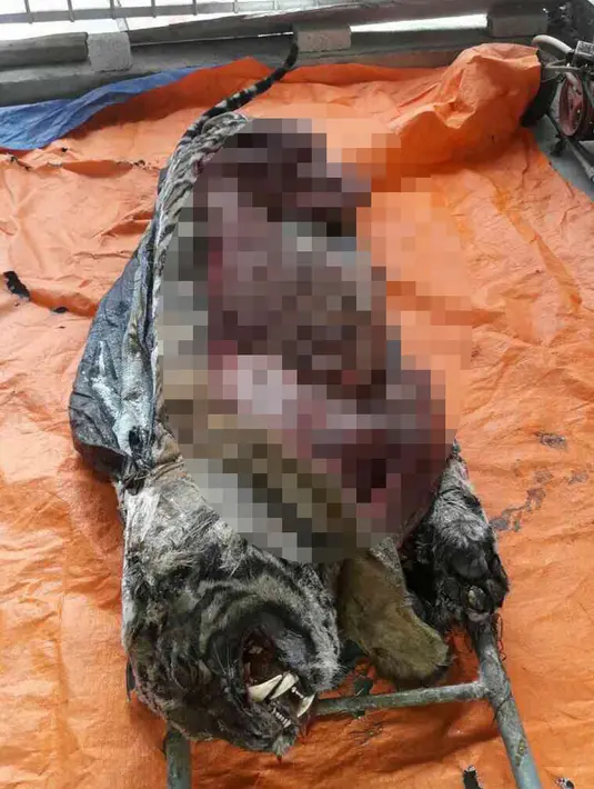 Bangkai harimau yang ditemukan tersimpan di dalam freezer di sebuah rumah di Provinsi Nghe An, Vietnam, Senin (20/3). Diduga, organ dalam dan tulang harimau tersebut telah dijual atau dikonsumsi sebagai obat beberapa penyakit. (AFP/STR)