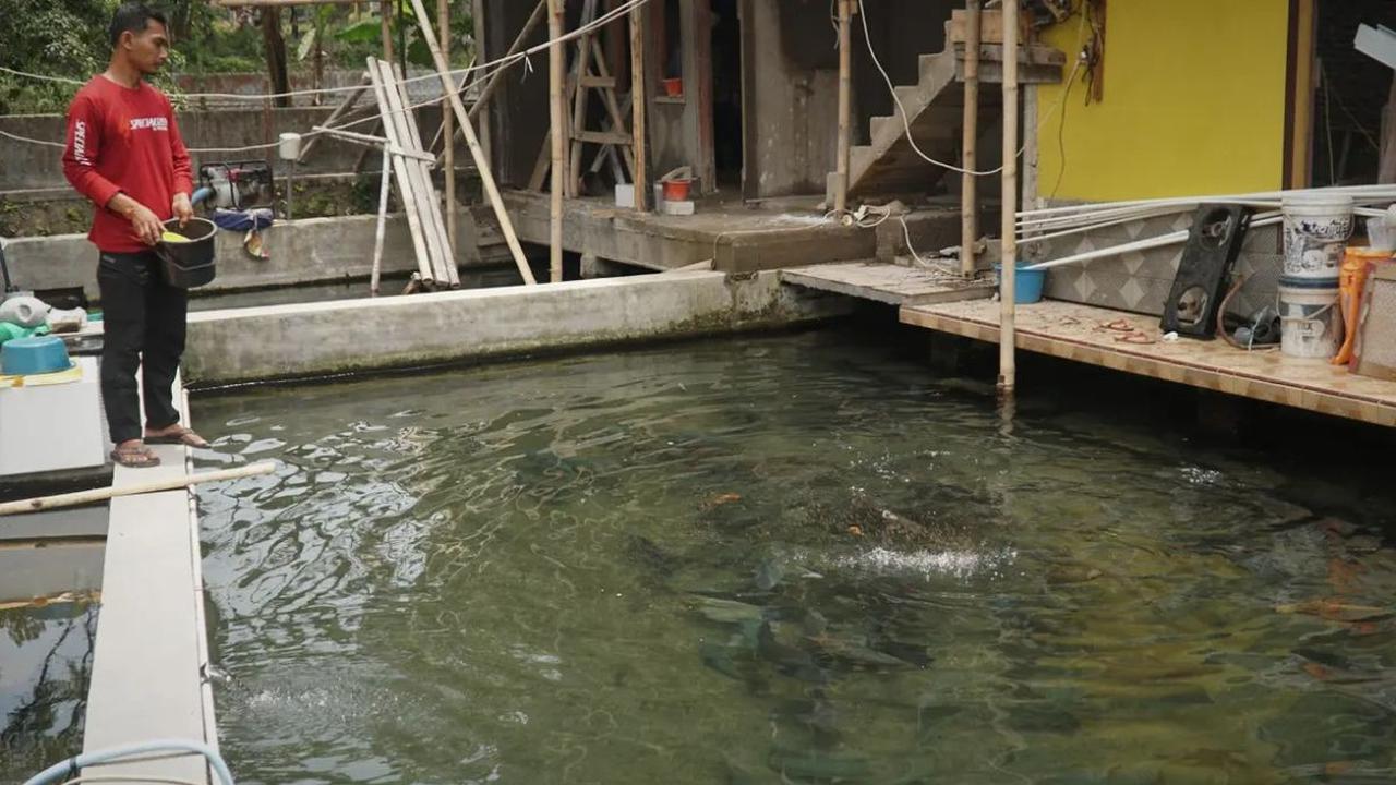 Balong sebagai Hiasan Rumah