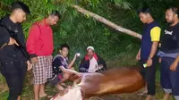 Sapi Simental dicuri (Liputan6.com/Dok:Polisi)