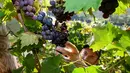 Manuel Woehrle memotong anggur Trollinger saat panen di kebun anggur curam di sepanjang Sungai Neckar di Mundelsheim, Jerman barat daya (2/10/2021). (AFP/Thomas Kenzle)