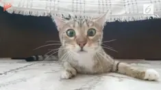Ekspresi tegang dan ketakutan seekor kucing saat menonton film bikin ngakak.