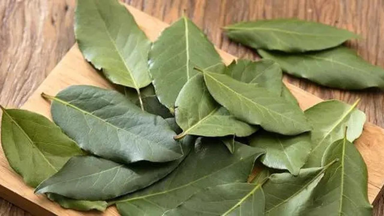 Cara Kerja Air Rebusan Daun Salam, Obat Tradisional yang Berguna untuk Kesehatan Jantung dan Kolesterol