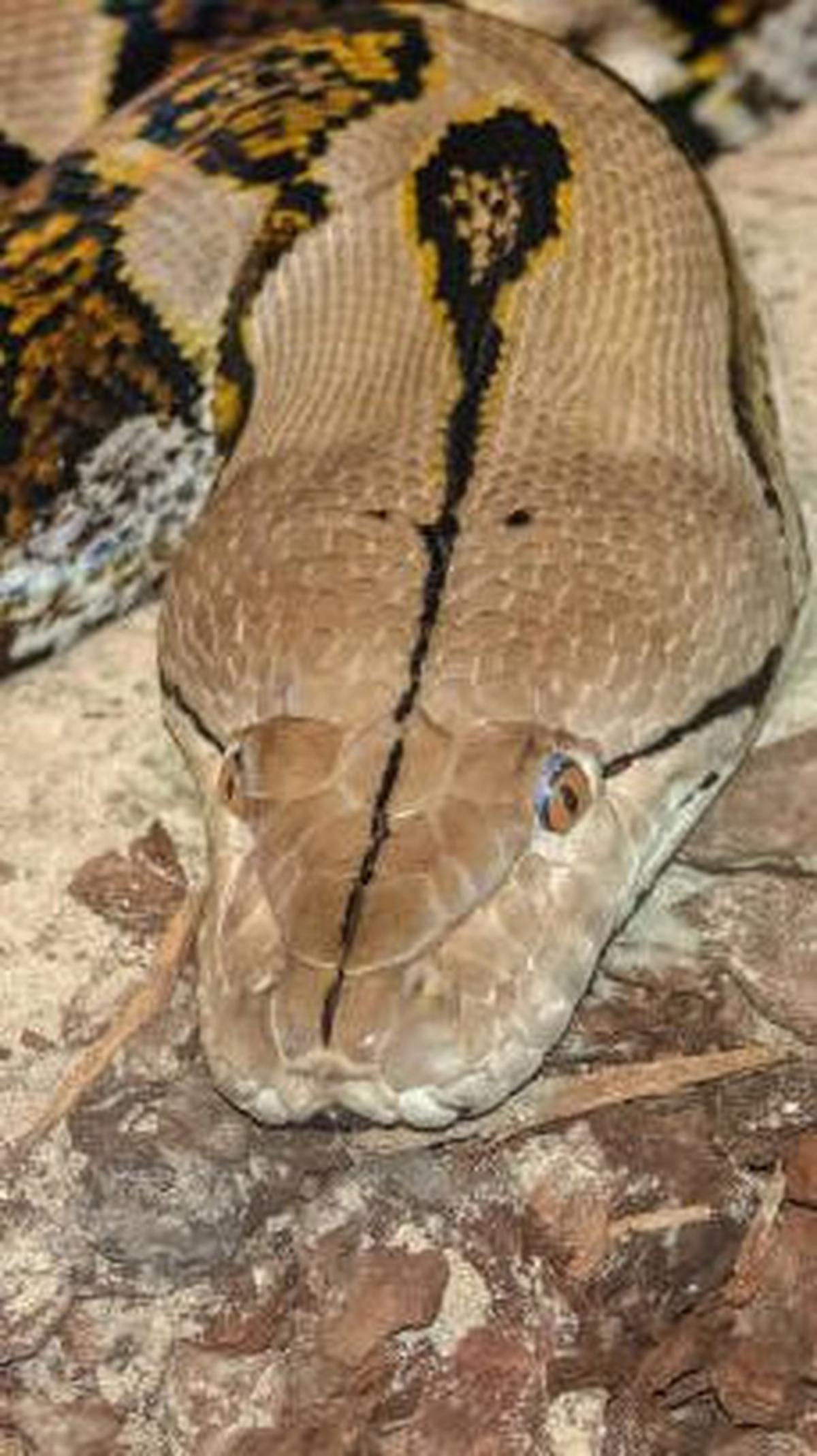 Amethystine Python