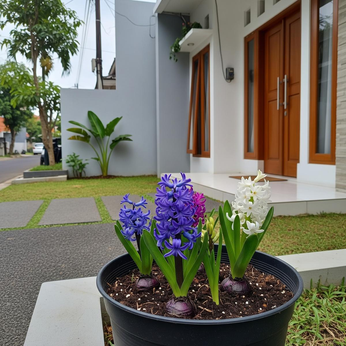12 Bunga Mungil dengan Aroma Harum yang Cocok Ditanam Dekat Pintu Masuk