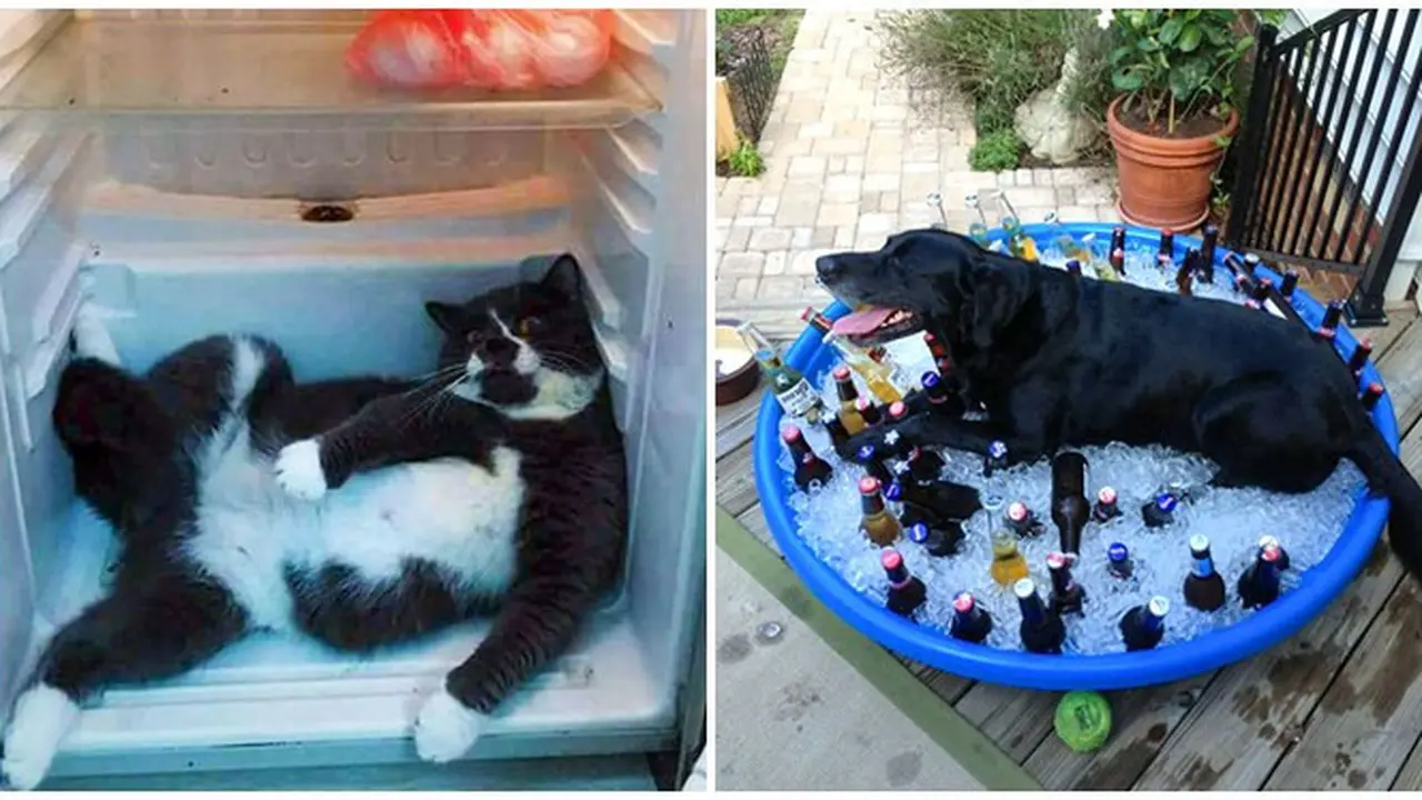 8 Cara Kucing dan Anjing Hindari Hawa Panas Ini Bikin Geleng Kepala
