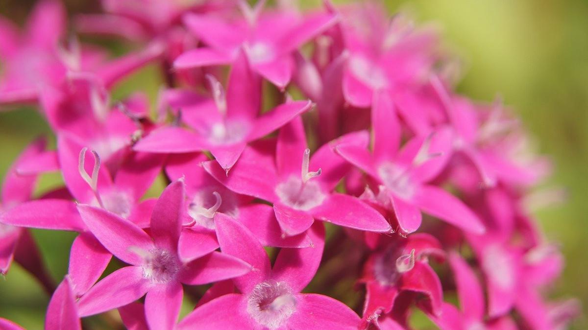 bunga pentas