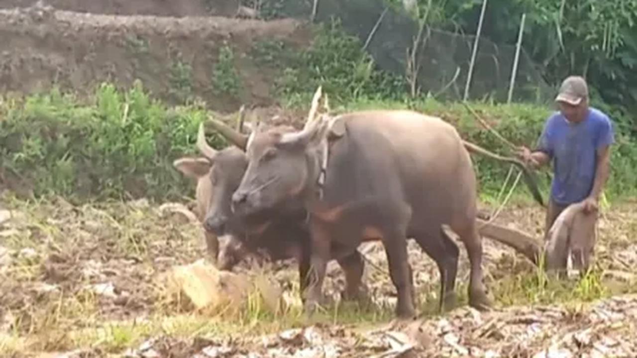 Kerbau Diberi Ramuan Khusus