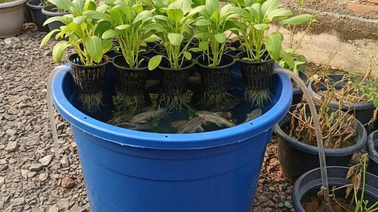 7 Cara Mudah Bikin Aquaponik di Rumah Pakai Ember untuk Pemula