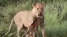 seekor singa melindungi anak sapi dari singa lain yang akan memangsa