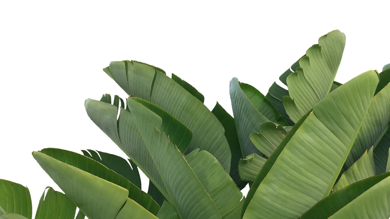 Ilustrasi Daun Pisang
