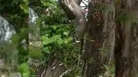 Momen saat ular piton menyantap mangsanya, possum. (Diimex.com/Daily Mail)