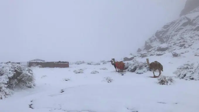 Salju turun di wilayah barat laut Arab Saudi. Unta turut menikmati pemandangan.