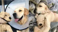 7 Potret Anjing dengan Boneka Tiruannya Ini Bikin Gemas