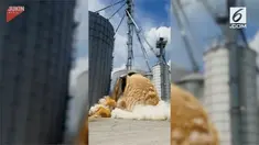 Sebuah tangki yang bermuatan jagung runtuh dan menyebabkan kebakaran di ladang peternakan di Indiana, AS.