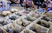 Karantina Kalsel Gagalkan Penyelundupan 179 Ekor Kura-kura Dilindungi di Pelabuhan Trisakti