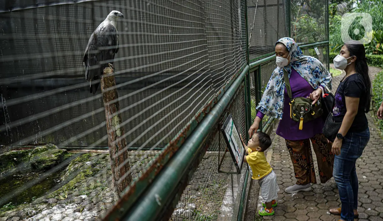 Pengunjung melihat burung di dalam kawasan Taman Mini Indonesia Indah, Jakarta, Minggu (12/10/2021). Uji coba pengoperasian tempat wisat ini harus  dengan Kapasitas pengunjung pada masa uji coba dibatasi hanya 25 persen. (Liputan6.com/Faizal Fanani)