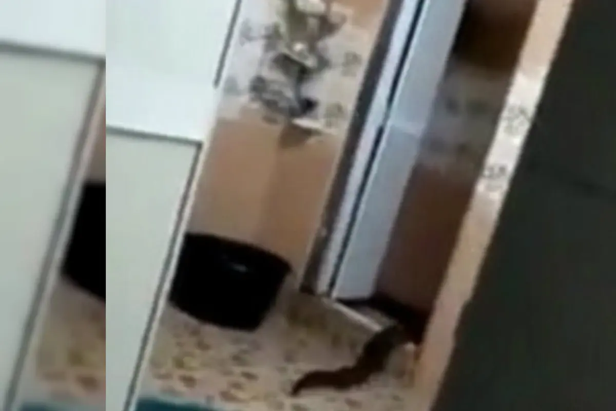 Makhluk misterius yang merangkak dari rumah seorang warga di Malaysia. (Screen Grab/Viral Press)