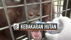 Sebanyak 34 orang utan terserang ISPA akibat kebakaran hutan dan lahan. Diperkirakan masih banyak orang utan yang terjebak dalam kebakaran hutan.
