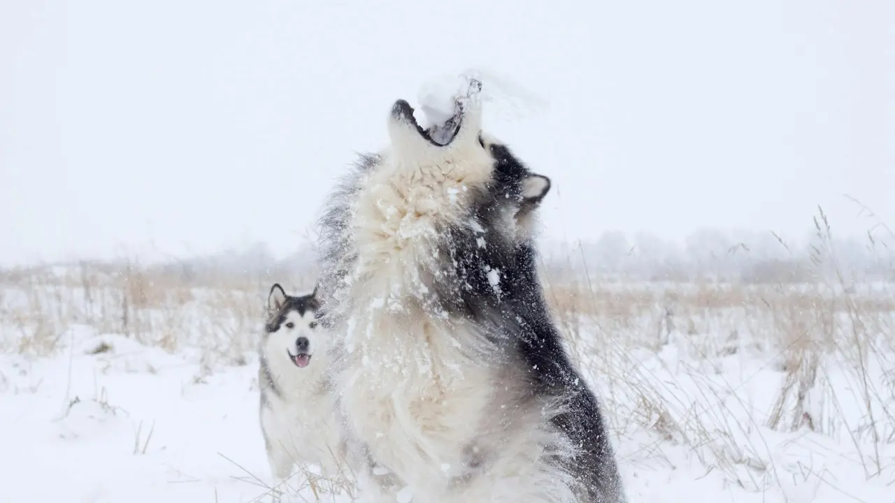 Husky