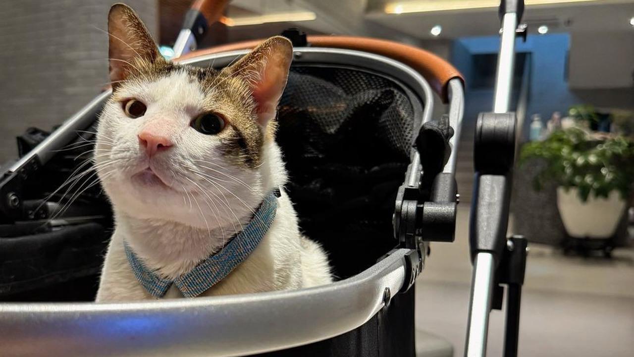 Heboh Bobby the Cat Masuk Istana, Netizen Ramai-Ramai Minta Prabowo Bikin BPJS Kucing