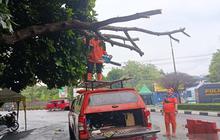 BPBD Cianjur Tangani Cepat Pohon Tumbang di Jalur Protokol, Lalu Lintas Kembali Normal