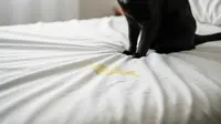 Cara Ampuh Hilangkan Bau Kencing Kucing di Kasur, Bebas Pesing