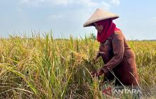 Bulog Kawal Panen Padi Berkualitas, Libatkan PPL hingga Babinsa untuk Jaga Kualitas Beras Nasional