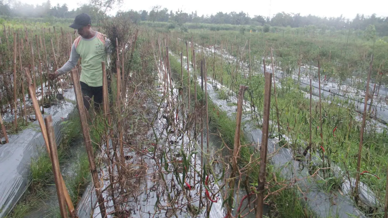Rugi Puluhan Juta, Petani Cabai Bantul Sampai Jual Motor