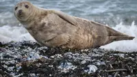 Pulau 'Iblis' Yunani Berubah jadi Surga bagi Anjing Laut Langka