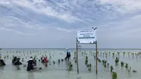 Dalam rangka turut merayakan Hari Lingkungan Hidup Sedunia pada hari ini, Rabu (5/6/2024), perusahaan teknologi Hikvision menanam 1.000 bibit mangrove di Pulau Pari, Kepulauan Seribu. (Ist)